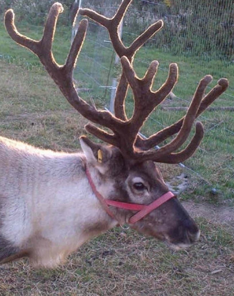 Santa's Reindeer Hire